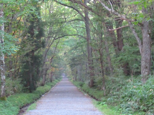 戸隠神社奥社杉並木道の桟道