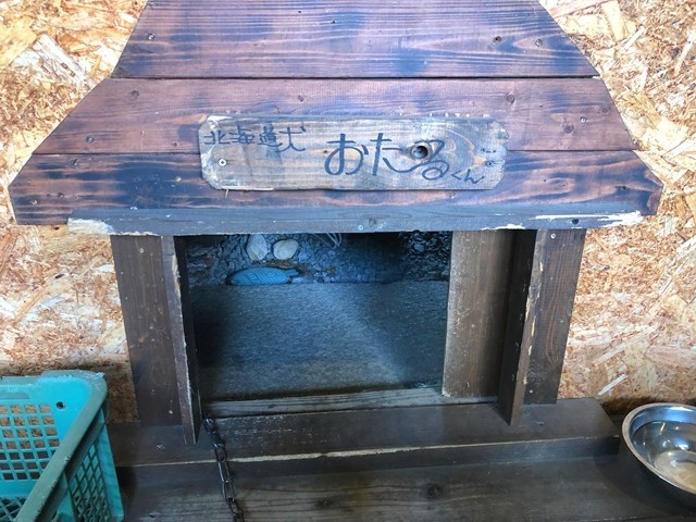 神告げ温泉湯行館の看板犬おたるくん