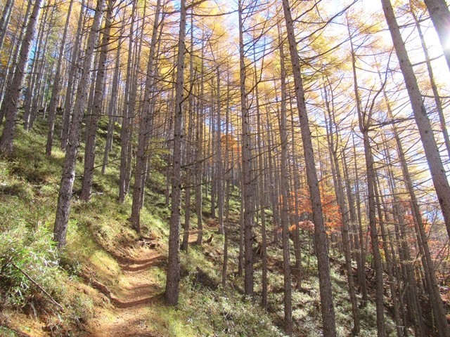 源氏山登山雰囲気の良い登山道様子