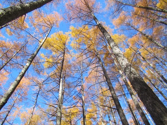源氏山の登山道から唐松の紅葉と青空のコラボ