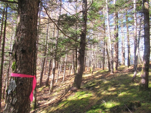 櫛形山トレッキングコースの踏み跡とマーキング