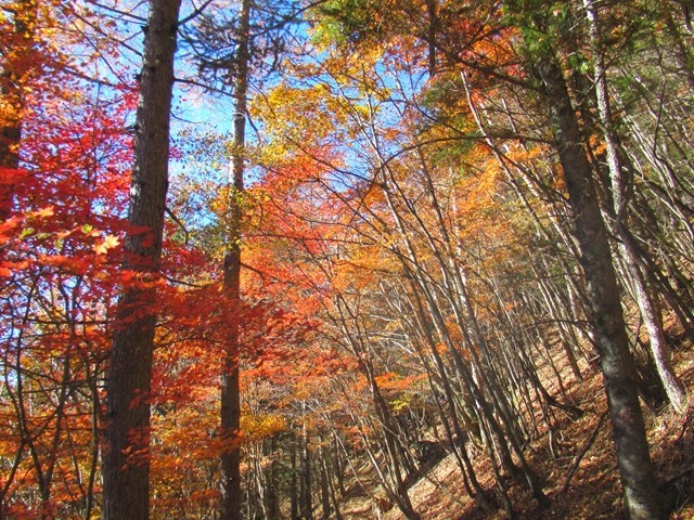 櫛形山トレッキングコースの紅葉
