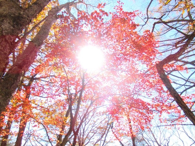 櫛形山トレッキングコースは起伏に富み紅葉も素晴らしい