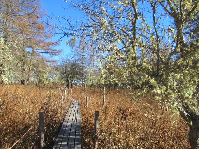 アヤメ平の木道