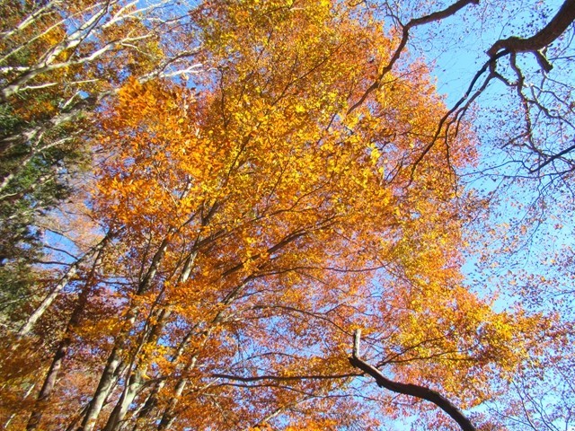 櫛形山北尾根は紅葉する木々が多い