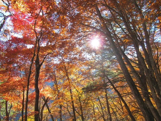 櫛形山北尾根の紅葉