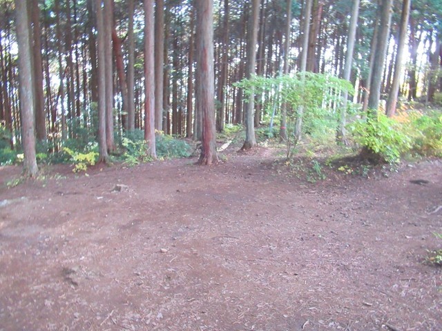 県民の森グリーンロッジのキャンプ場のサイト様子