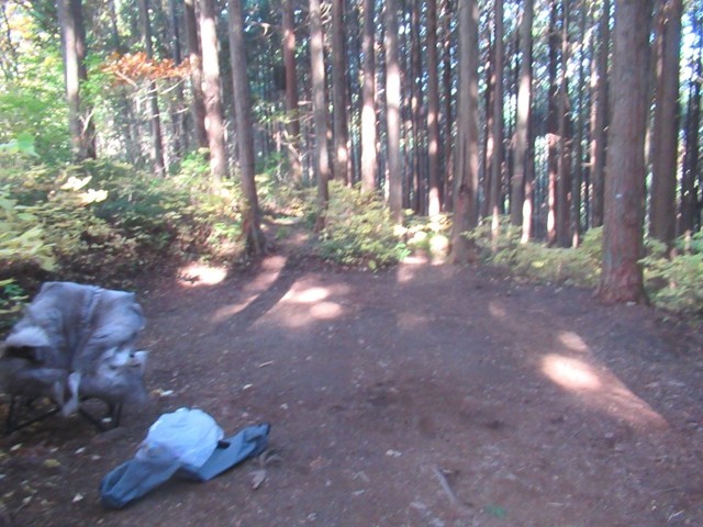 樹林帯にキャンプ場がある