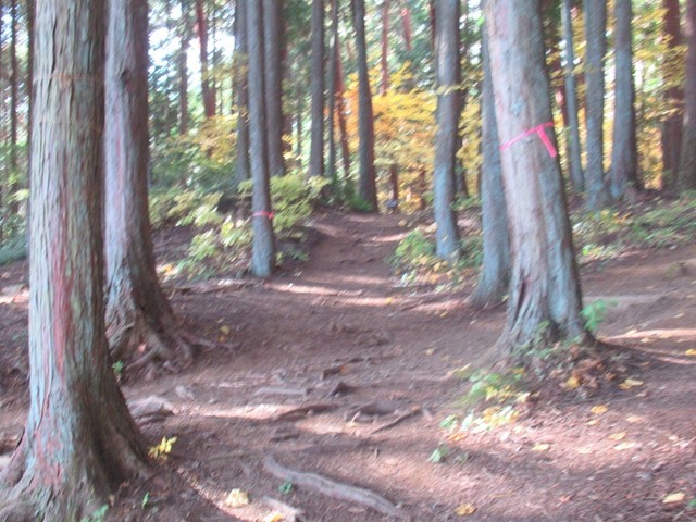 県民の森グリーンロッジキャンプ場から伊那ヶ湖への遊歩道