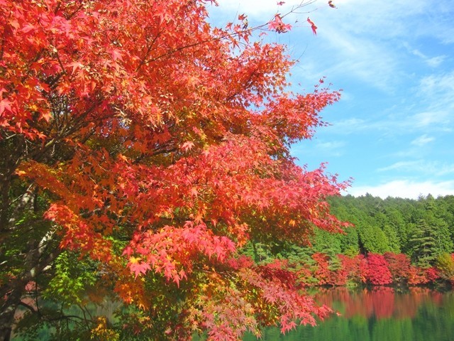 南伊那ヶ湖の美しい紅葉