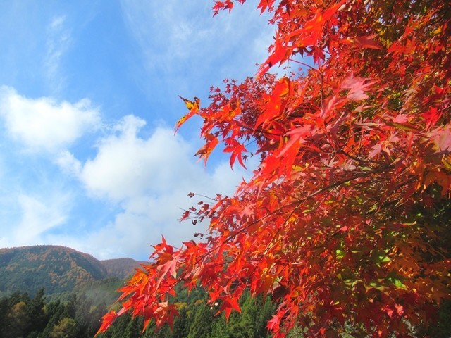 美しい紅葉と青空