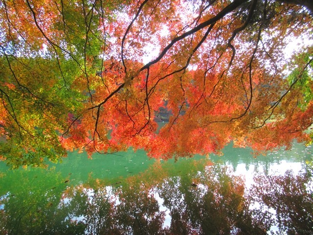 裏見の紅葉の様子