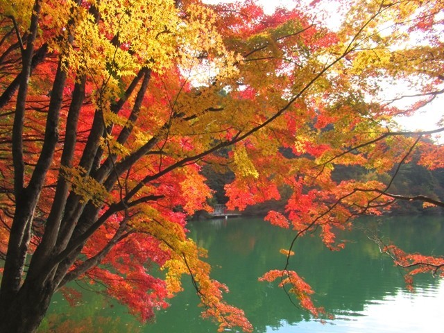 伊那ヶ湖の紅葉を堪能している様子