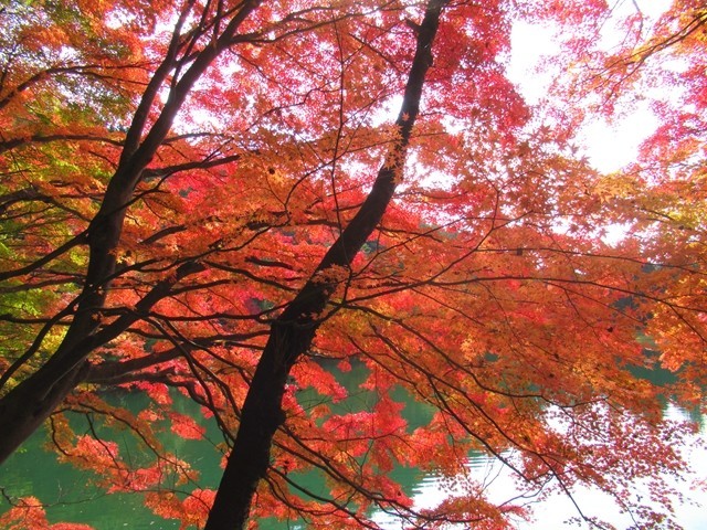 真っ赤に染まる紅葉