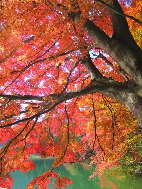 伊那ヶ湖畔の紅葉の様子