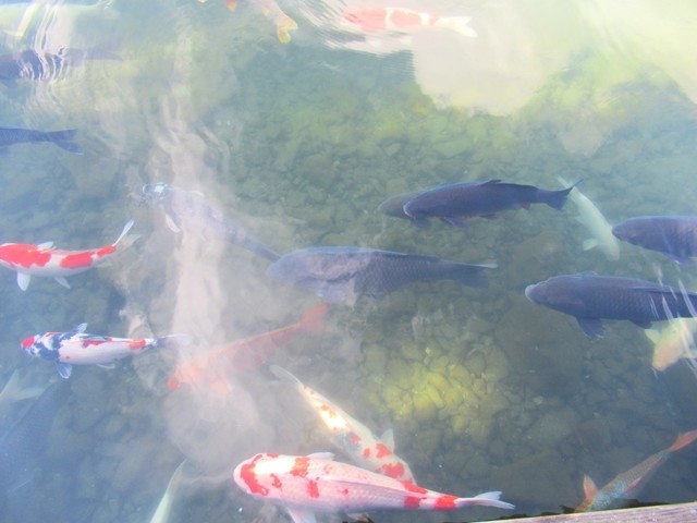 南伊那ヶ湖の鯉