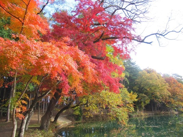北伊那ヶ湖のオートキャンプ場周辺の紅葉