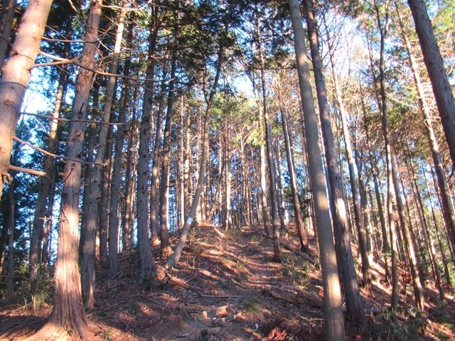 陣馬山登山と矢ノ音ルートの詳細