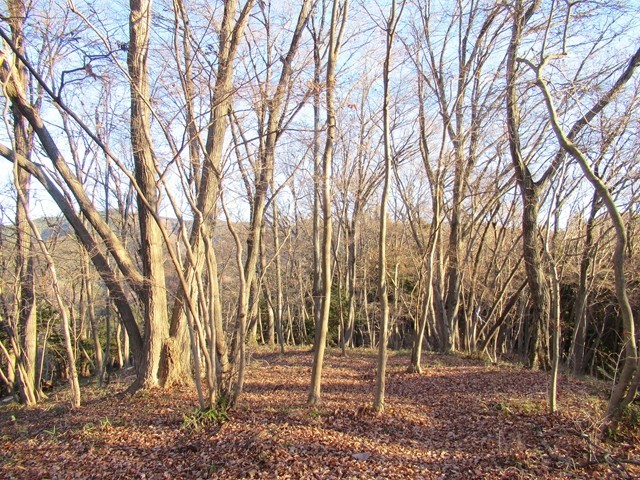 陣馬山登山道の尾根道
