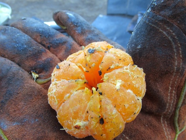 焼きみかんの皮をむいた様子