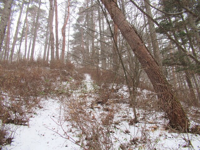 入笠山の登山ルート藪道箇所