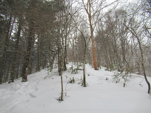 入笠山の登山道の様子