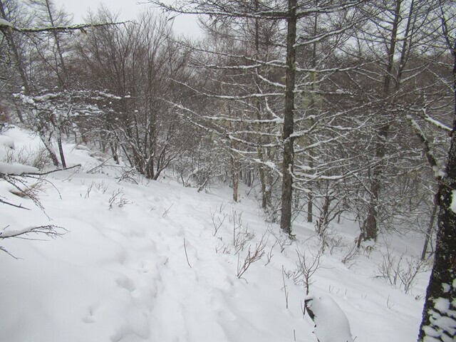 入笠山の山頂から入笠湿原登山ルートの様子