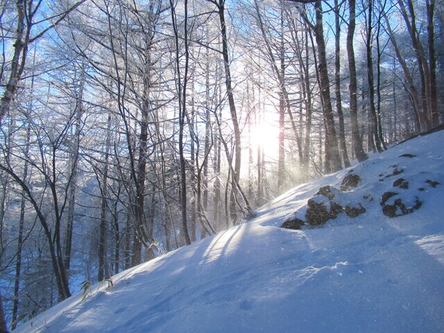 入笠山の登山道