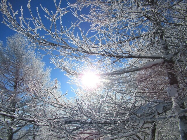 太陽と入笠山の霧氷のコラボ