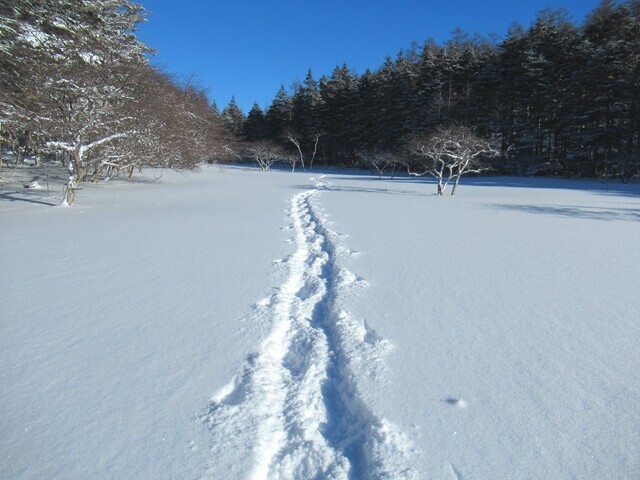 スノーシューで入笠山登山の様子