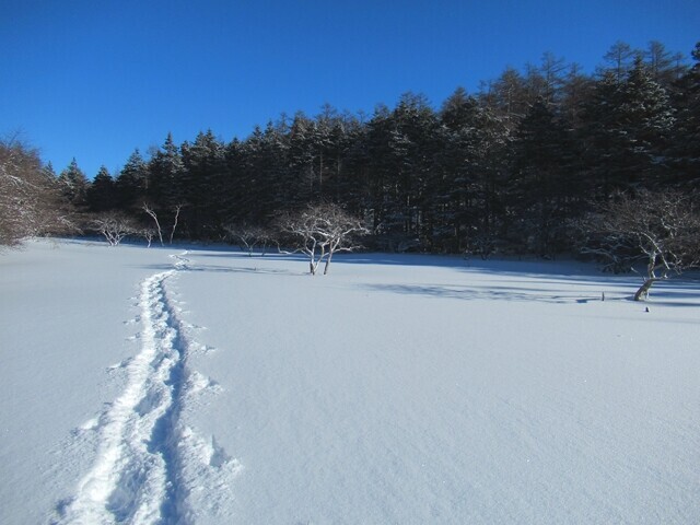 厳冬期の大阿原湿原