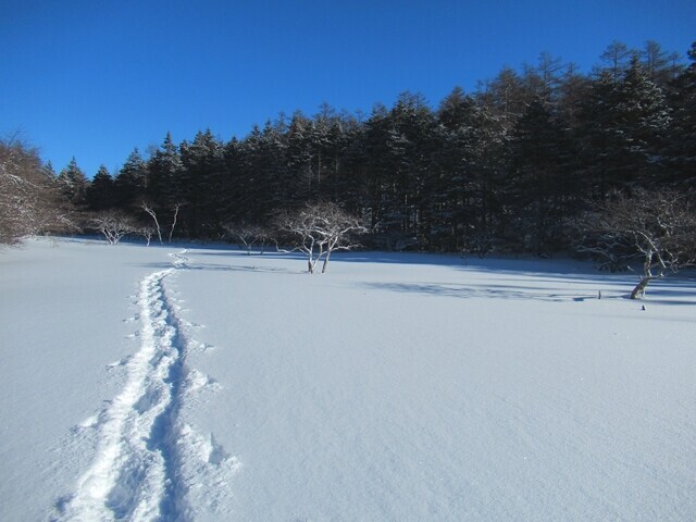 厳冬期の大阿原湿原