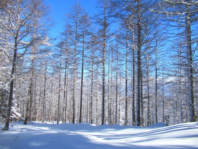 程久保山周辺コース状況