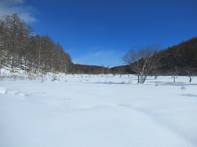 テイ沢分岐から見た大阿原湿原の様子