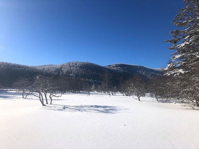 入笠山へスノーシュー登山するなら大阿原湿原にも出没して欲しい