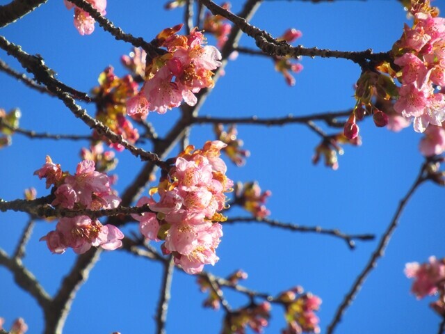 寄の河津桜