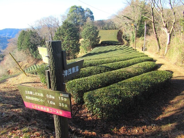 鍋割山を目指して登山を開始の様子