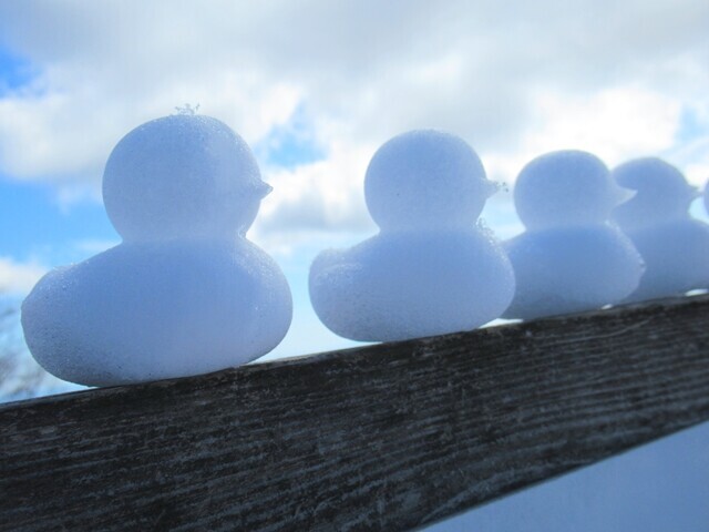 雪で作ったアヒルが勢揃い