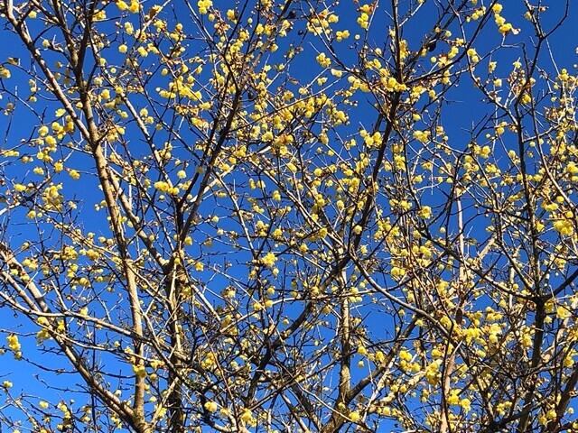 青空と黄色いロウバイの花が映える様子