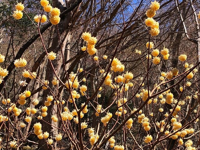 丹沢主稜日帰り縦走登山コースのミツマタ