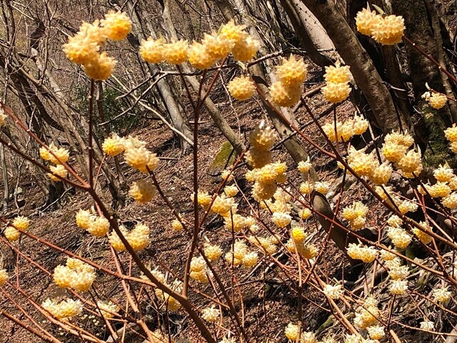 ツツジの木とミツマタの群落