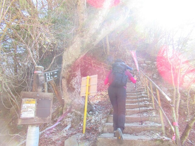 檜洞丸登山道の階段
