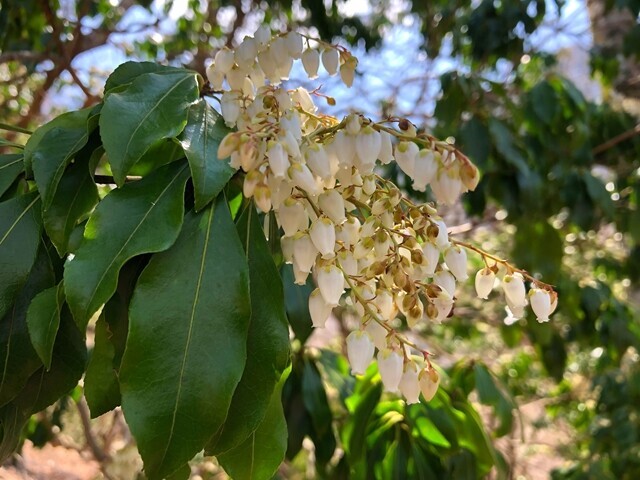 丹沢主稜縦走コースのアセビの木