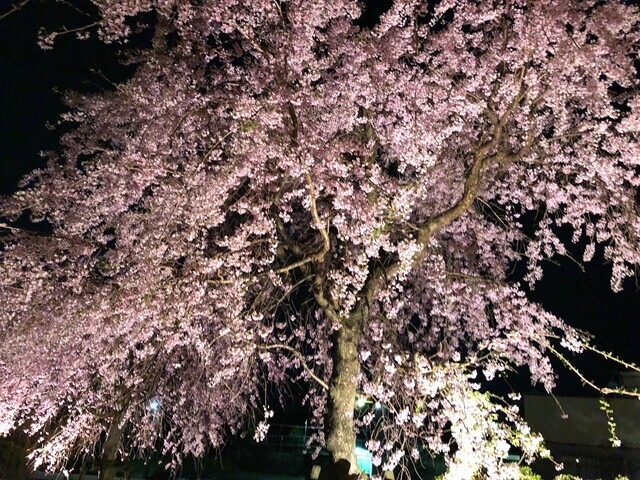 大倉の夜桜