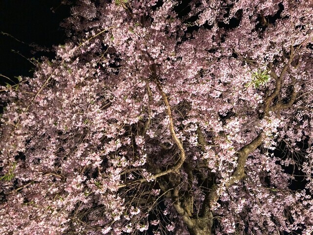満開の夜桜