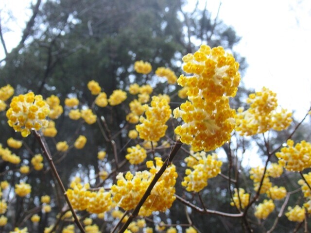 万三郎岳登山口（八丁池入口）のミツマタの花