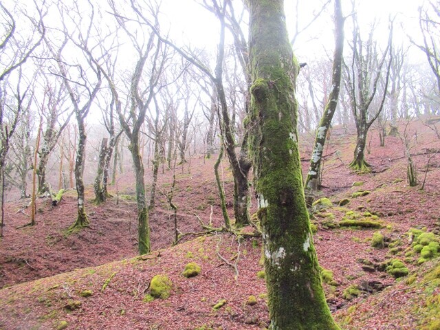 万三郎岳登山とルートの様子