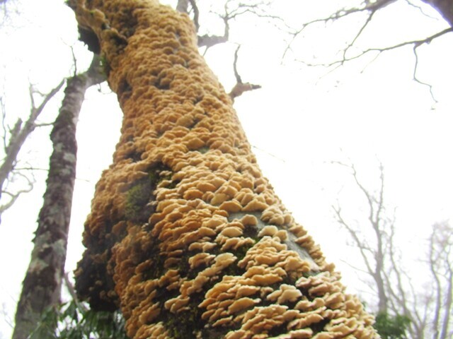 小岳の山頂にあったキノコの木