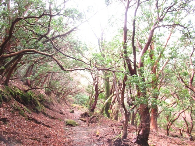 展望台から本格的な下山道の様子