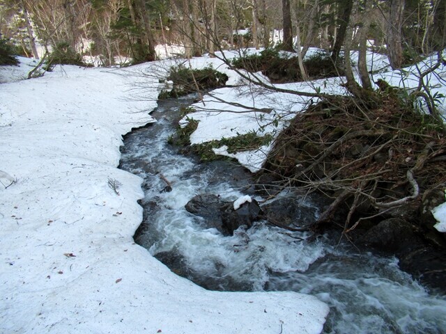 尾瀬の雪解け水